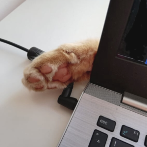 Laptop, dahinter Katzenpfote