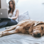 Hund schläft auf Bett, im Hintergrund Frau mit Laptop