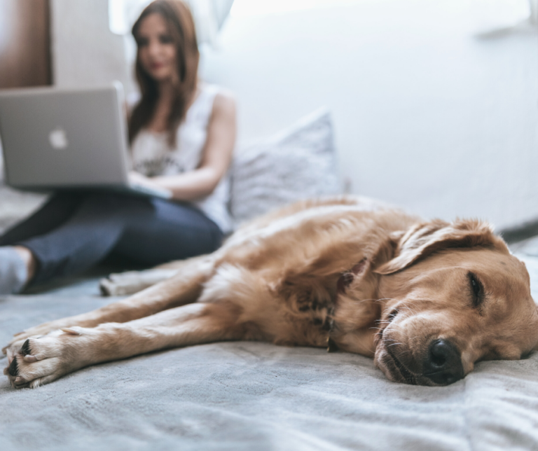 Hund schläft auf Bett, im Hintergrund Frau mit Laptop